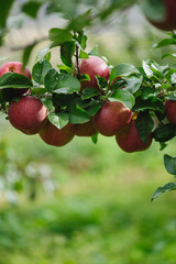 Red apples grow on tree in garden
