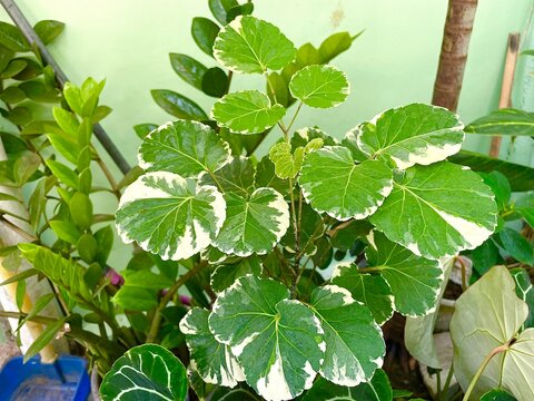 Fresh green leaves of Polyscias Balfouriana or Variegalated Balfour Aralia (Polyscias Balfouriana) are growing in the tropical garden