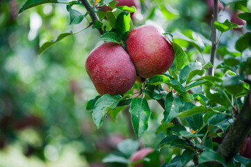 Red apples grow on tree in garden