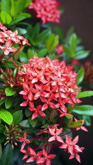 Ixora javanica (ASOKA FLOWER) or Ixora flower