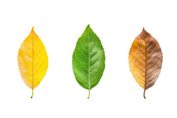 Three leaves of different colors, one yellow, one green, and one brown. on transparent background.