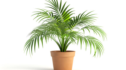 green palm plant in a white vase against a white wall ,Potted palm plant against a white background