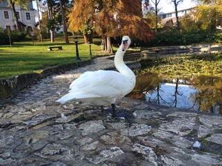 swan on the river