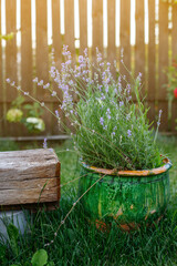 Potted lavender plant in a garden. The setting includes green bushes in the background and sunlight, creating a warm and cozy