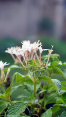 Pentas White flower or Pentas lanceolata