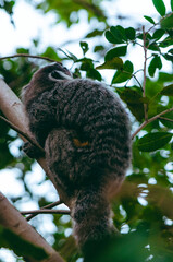 Rio de Janeiro - Mico Monkeys