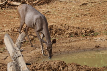 Sambar Deer in Wilpattu National Park, Sri Lanka 