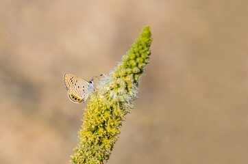 Jewel Butterfly (Chilades trochylus) on a plant