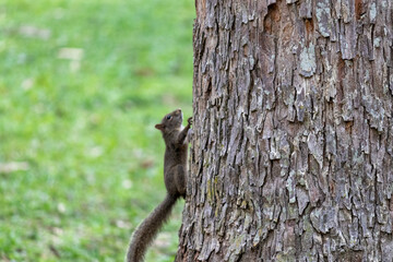 Squirrel climbing trees and getting food in nature.	
