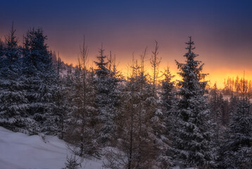 snowy trees near Podbanske in winter with snow at sunset