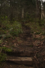 forest, tree, nature, path, green, wood, hike, trail, outdoors, oregon, washington, leaves, landscape, park, natural