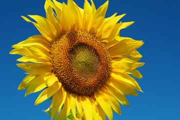 Obraz premium Field of beautiful yellow sunflowers