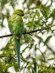 Parakeet a green parrot in a tree