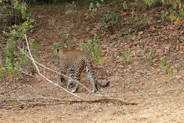Sri Lankan Leopardin Wilpattu National Park, Sri Lanka 