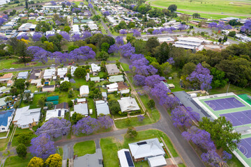 Aerial view over street lined with colourful jacaranda trees in full bloom. Grafton, NSW 