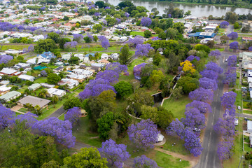 Aerial view over streets lined with colourful jacaranda trees in full bloom. Grafton, NSW 