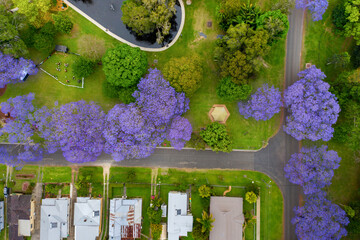 Aerial top down view over See Park and street with colourful jacaranda trees in full bloom....