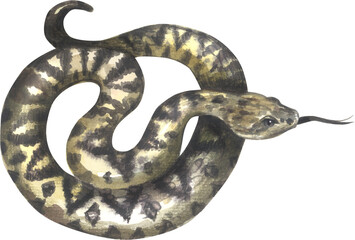 EASTERN DIAMONDBACK RATTLESNAKE (Crotalus adamanteus). Watercolor hand drawing painted illustration.