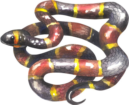 EASTERN CORAL SNAKE (Micrurus fulvius). Watercolor hand drawing painted illustration.