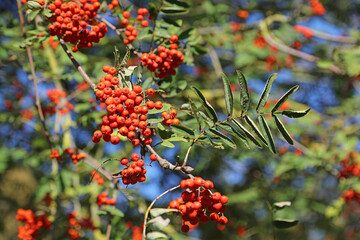 Closeup of Rowan leaves and berries, Norfolk England
