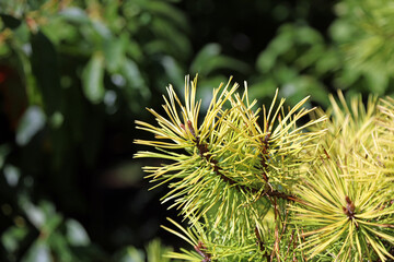 Macro image of Lodgepole Pine needles, Norfolk England
