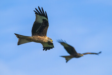 Red Kite, Milvus milvus, bird in flight