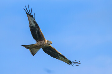 Red Kite, Milvus milvus, bird in flight