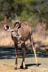 A young female kudu standing and watching in the Roodeplaat Nature Reserve, South Africa