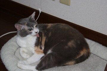 キキ、猫、子猫、三毛猫、かわいい、家族、眠い、アッカンベー、