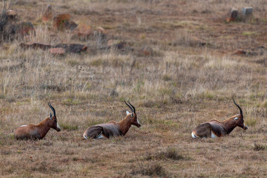 Three blesbok lying in dry grass, Rietvlei Nature Reserve, South Africa