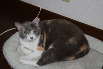 キキ、猫、子猫、三毛猫、かわいい、家族、眠い、