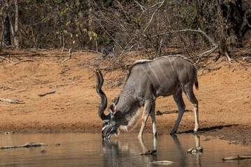 A male kudu at a waterhole, Marakele National Park, South Africa