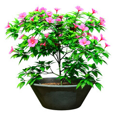 3D Rendering Hibiscus Plant on White