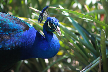 Portrait of peacock with blue plumage hiding in bushes. Domestic farm bird. Bird with blue and...