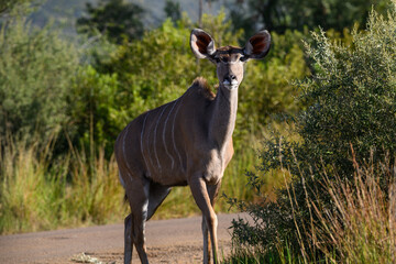 An alert female kudu watching, Pilanesberg National Park, South Africa