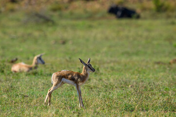 A springbok calf in a green field, Pilanesberg National Park, South Africa