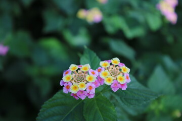 ランタナ、花、綺麗、ピンク、美しい、植物、黄色、まあるい、