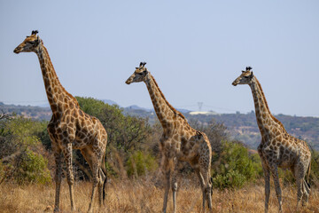 Three giraffes standing in a row, Roodeplaat Nature Reserve, South Africa
