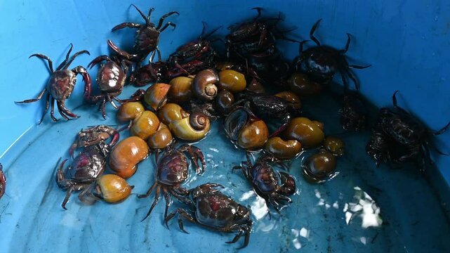Rice field crabs and shellfish after catching by farmer. Rice farmers in Thailand often consider Poo Naa as a pest because they live in the fields and eat young rice.