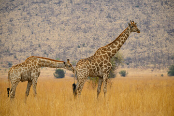 A female giraffe and her calf in a field of yellow grass, Pilanesberg National Park, South Africa