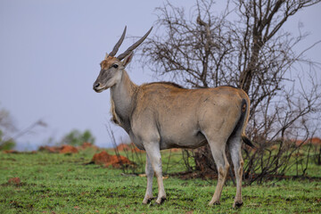 A common eland in Rietvlei Nature Reserve, South Africa