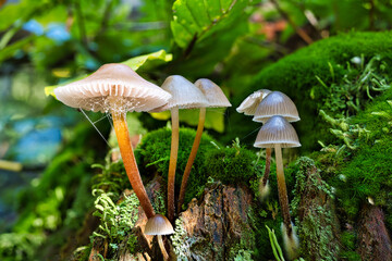 A view of mushrooms in a hollow tree