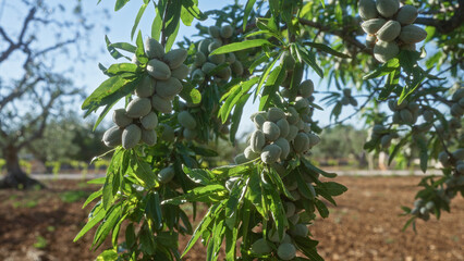 Close-up of almond tree branches with unripe almonds in a sunny orchard in puglia, italy,...