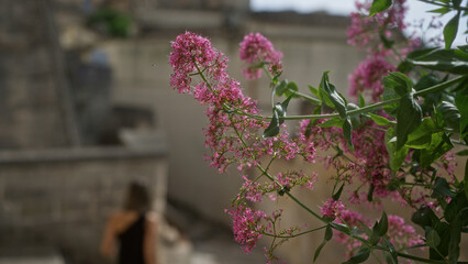 In an outdoor setting in puglia, a centranthus ruber plant with vibrant pink flowers captures attention while a woman is seen walking in the blurred background.