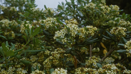 This close-up photo captures the vibrant details of a flowering pittosporum tobira shrub outdoors in puglia, italy, showcasing its lush green leaves and clusters of small white blossoms.
