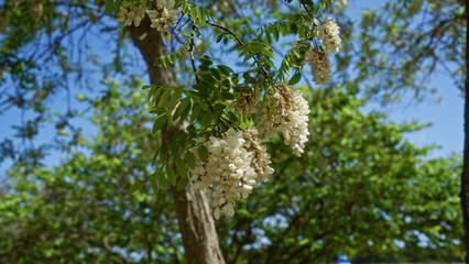 Fototapeta premium A fragrant cluster of robinia pseudoacacia flowers blooms on a bright spring day in puglia, italy, surrounded by lush green foliage under a clear blue sky.