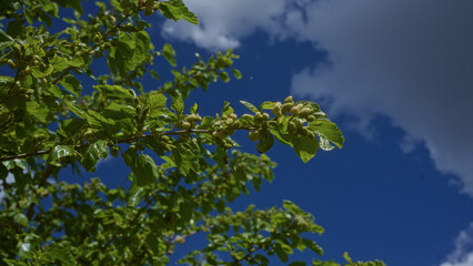 Detailed view of a morus alba branch with fresh green leaves and unripe fruit under a clear blue sky in puglia, italy.
