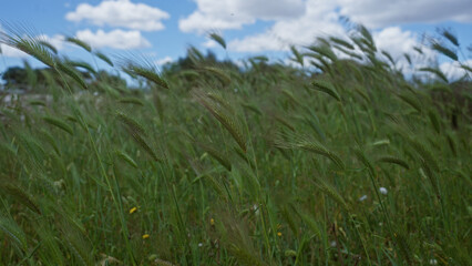 Obraz premium A vibrant field of wild oats avena fatua swaying gently under a partly cloudy sky in puglia, italy, showcasing the lush, green foliage and serene, outdoor landscape.