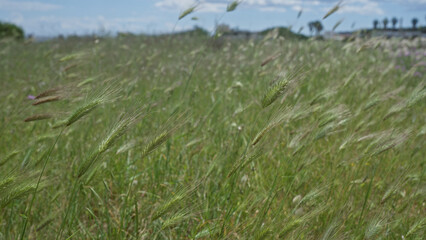 Obraz premium A lush field of hordeum murinum, commonly known as wall barley, in puglia, italy, with green grass swaying under a bright blue sky, showcasing the serene outdoor nature scene.