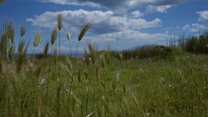 Obraz premium Wild grasses sway under a bright blue sky with scattered clouds in a lush, green puglia field.